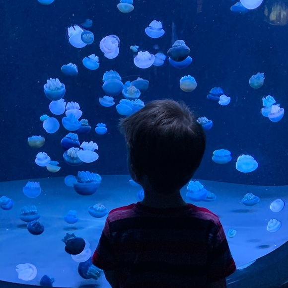 POSH AMBASSADOR ⭐️ TOP RATED SELLER - Picture 5 of 8